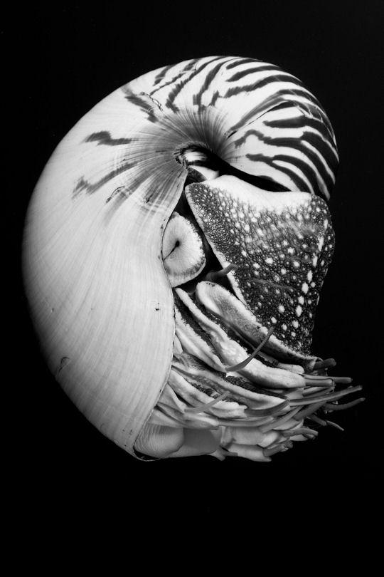 Dans les profondeurs des mers