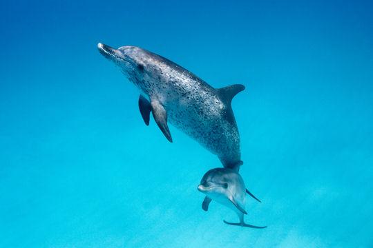 Dans les profondeurs des mers