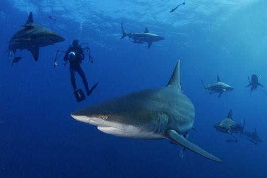 Dans les profondeurs des mers