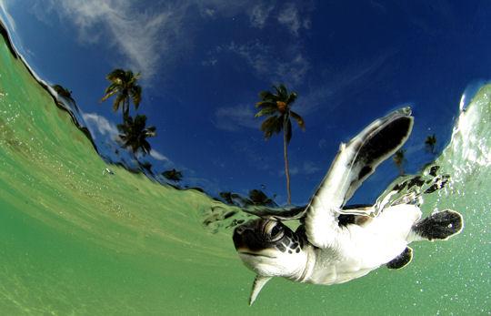 Dans les profondeurs des mers