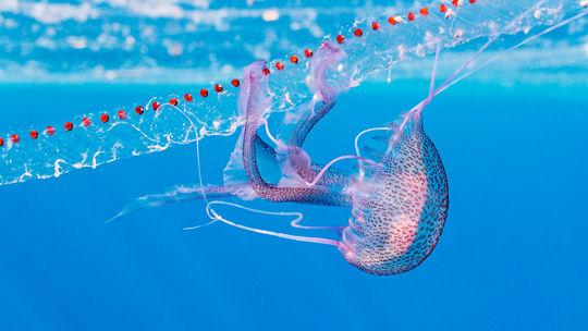 Dans les profondeurs des mers
