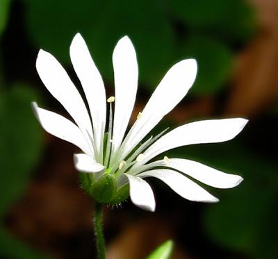 Stellaria nemorum… Stellaire des bois et des montagnes