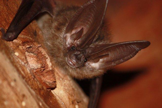 Si les chauves-souris émettent des cris suraigus, c'est... (Photo AP)