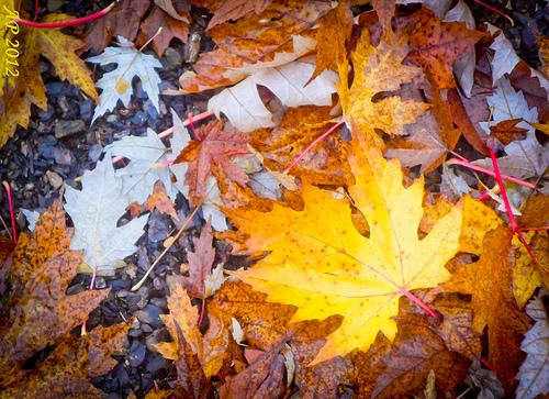 Motif d'automne / Pattern of Autumn