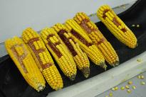 mircea cantor prix marcel duchamps