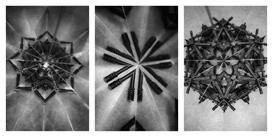 mircea cantor prix marcel duchamps