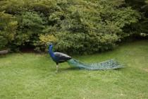 printemps de l'art contemporain