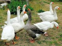 Du 24 novembre au 31 décembre, l'Ancienne Douane accueille Le Village du Foie Gras Fermier D'Alsace