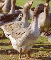 Du 24 novembre au 31 décembre, l'Ancienne Douane accueille Le Village du Foie Gras Fermier D'Alsace