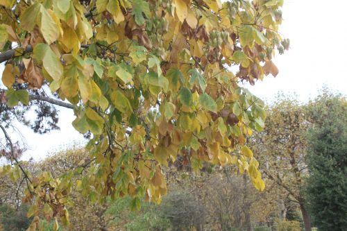 1 firminia paris 10 nov 2012 170.jpg