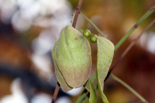 3 firminia paris 10 nov 2012 173.jpg
