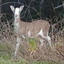 Chevreuil albinos aperçu à La Macaza