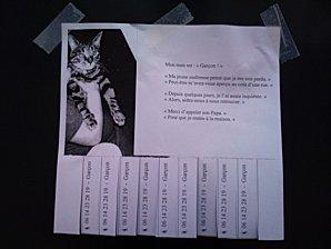 Chat-perdu--Fin-octobre-2012---retaill-.jpg