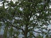 Liquidambar styraciflua… momies, chewing-gum polystyrène