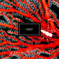 VASE ‘ VSE07