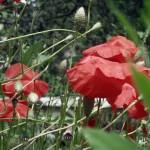 SAMSUNG DIGITAL CAMERA