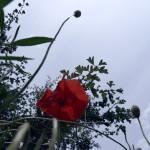 SAMSUNG DIGITAL CAMERA