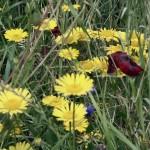 SAMSUNG DIGITAL CAMERA