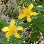 SAMSUNG DIGITAL CAMERA