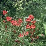 SAMSUNG DIGITAL CAMERA