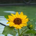 SAMSUNG DIGITAL CAMERA