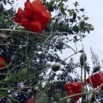 SAMSUNG DIGITAL CAMERA