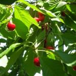 SAMSUNG DIGITAL CAMERA