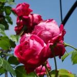 SAMSUNG DIGITAL CAMERA