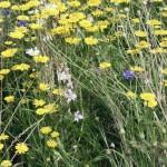 SAMSUNG DIGITAL CAMERA