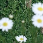 SAMSUNG DIGITAL CAMERA