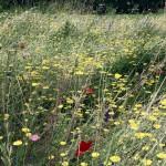 SAMSUNG DIGITAL CAMERA