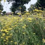 SAMSUNG DIGITAL CAMERA