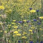 SAMSUNG DIGITAL CAMERA