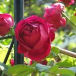 SAMSUNG DIGITAL CAMERA