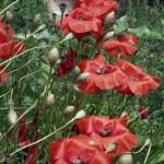 SAMSUNG DIGITAL CAMERA