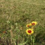 SAMSUNG DIGITAL CAMERA