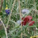 SAMSUNG DIGITAL CAMERA