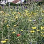 SAMSUNG DIGITAL CAMERA