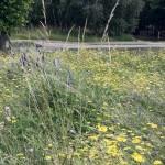 SAMSUNG DIGITAL CAMERA