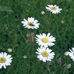 SAMSUNG DIGITAL CAMERA