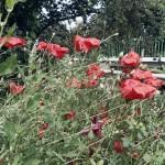 SAMSUNG DIGITAL CAMERA