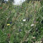 SAMSUNG DIGITAL CAMERA