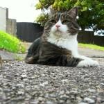 SAMSUNG DIGITAL CAMERA