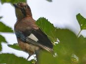 élégant oiseau très farouche difficile approcher...