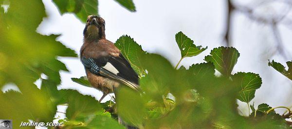 Geai des chênes • Garrulus glandarius