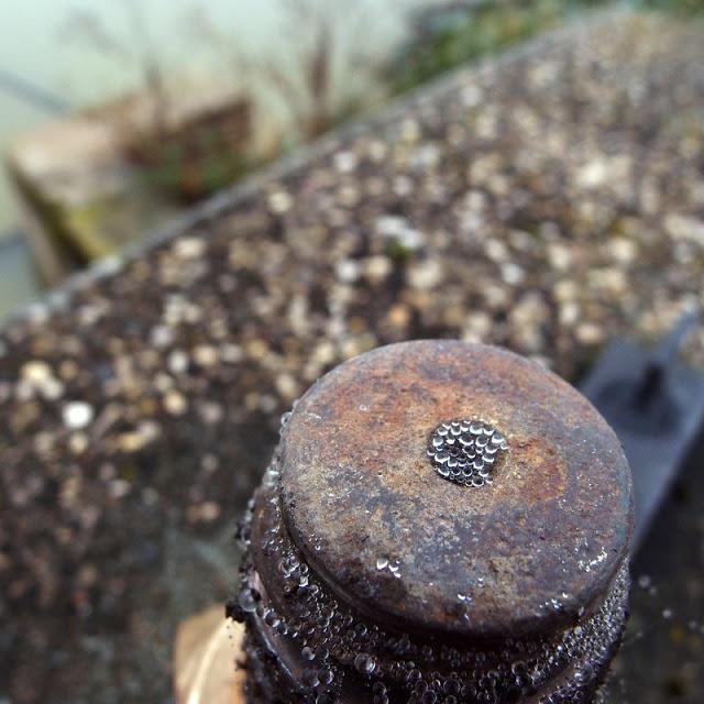 Japonisme : 雫 - shizuku