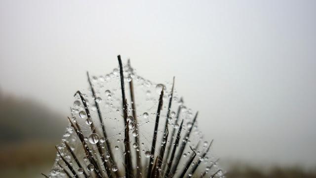 Japonisme : 雫 - shizuku