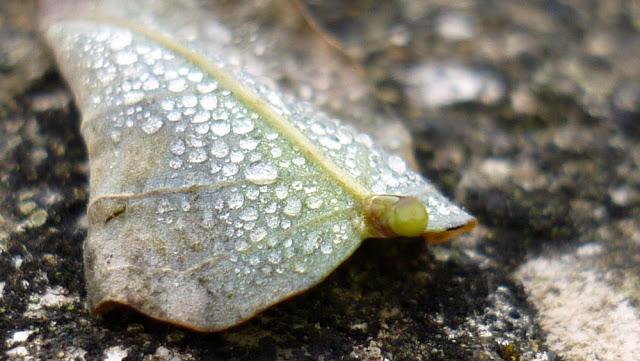 Japonisme : 雫 - shizuku