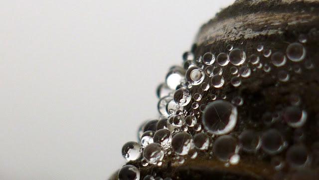 Japonisme : 雫 - shizuku