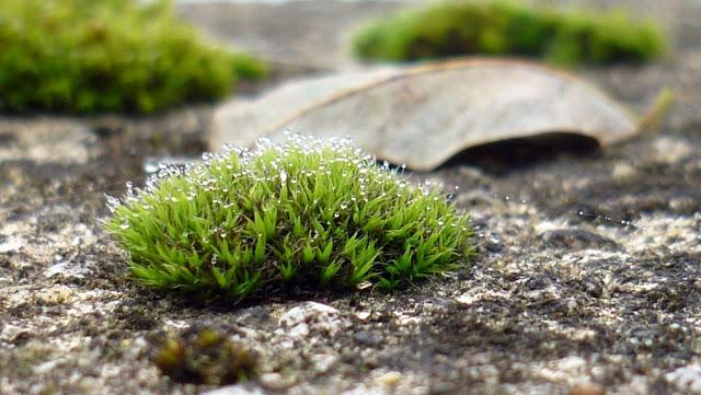 Japonisme : 雫 - shizuku